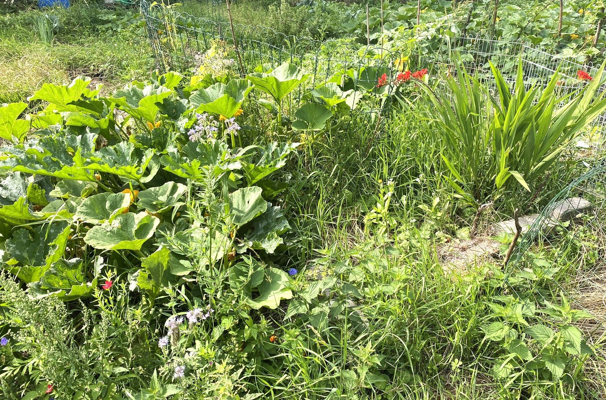 Klipperaak 16.93 M. Met Ligplaats