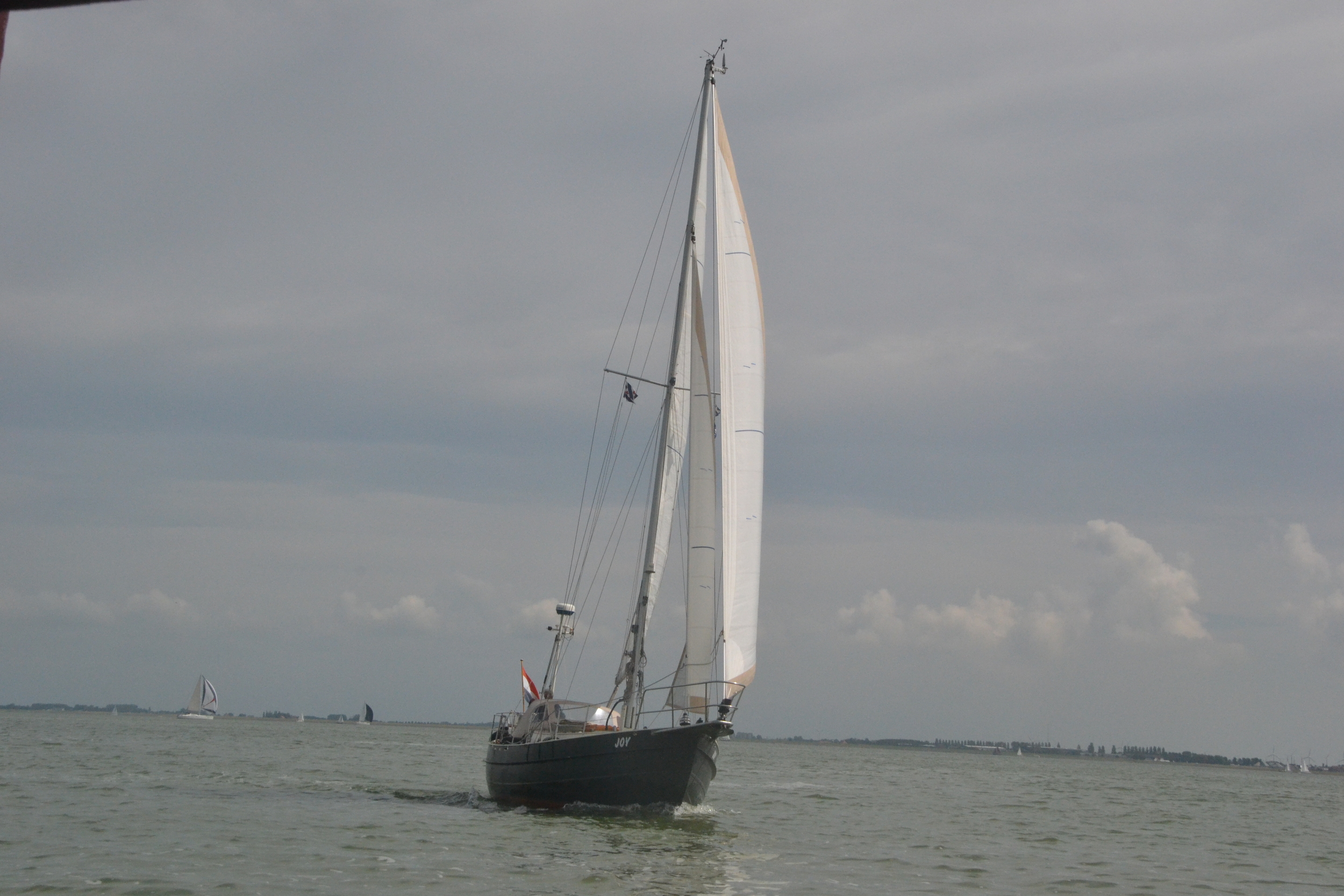 Danish Rose 31