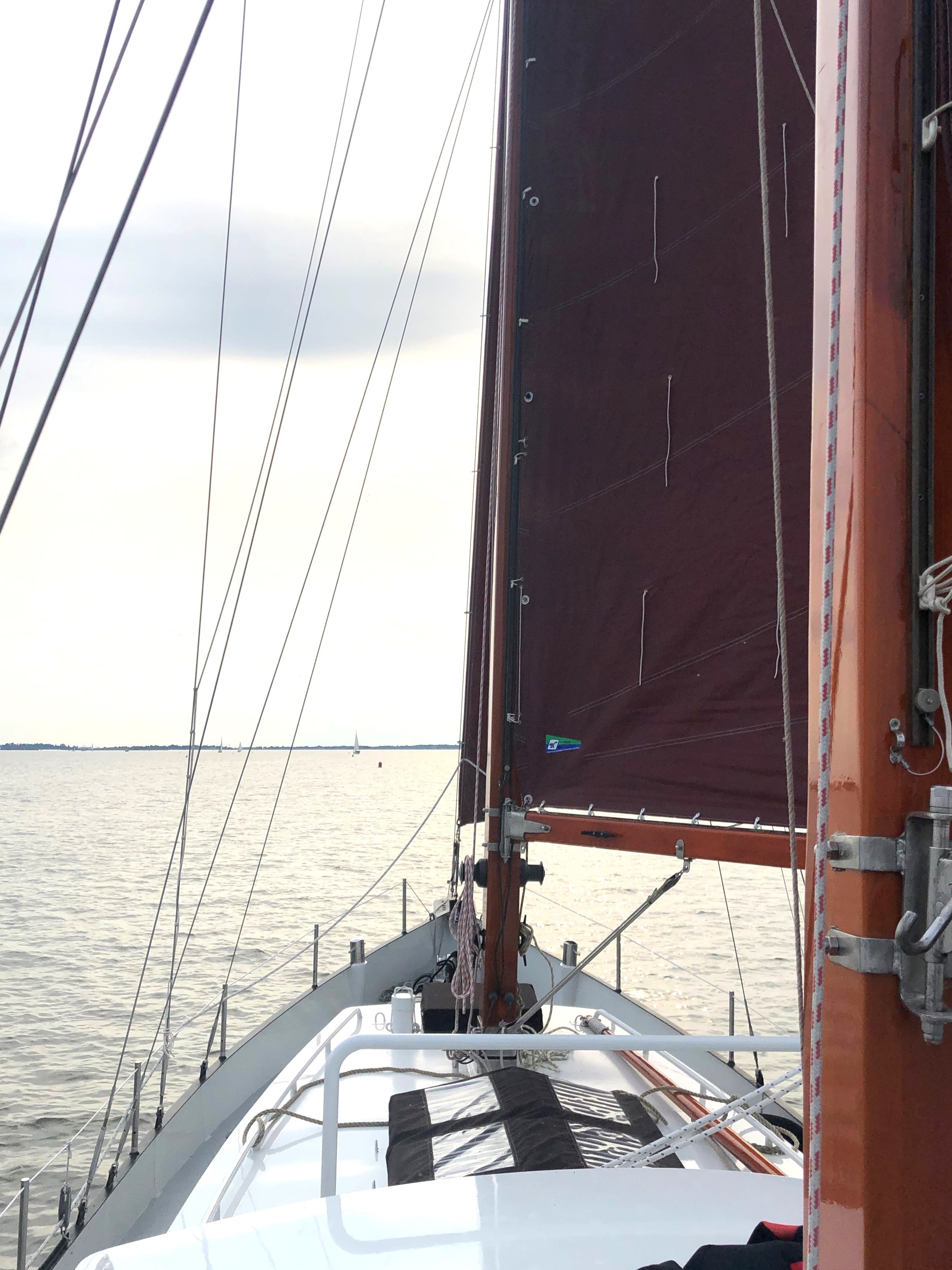 Danish Rose 31