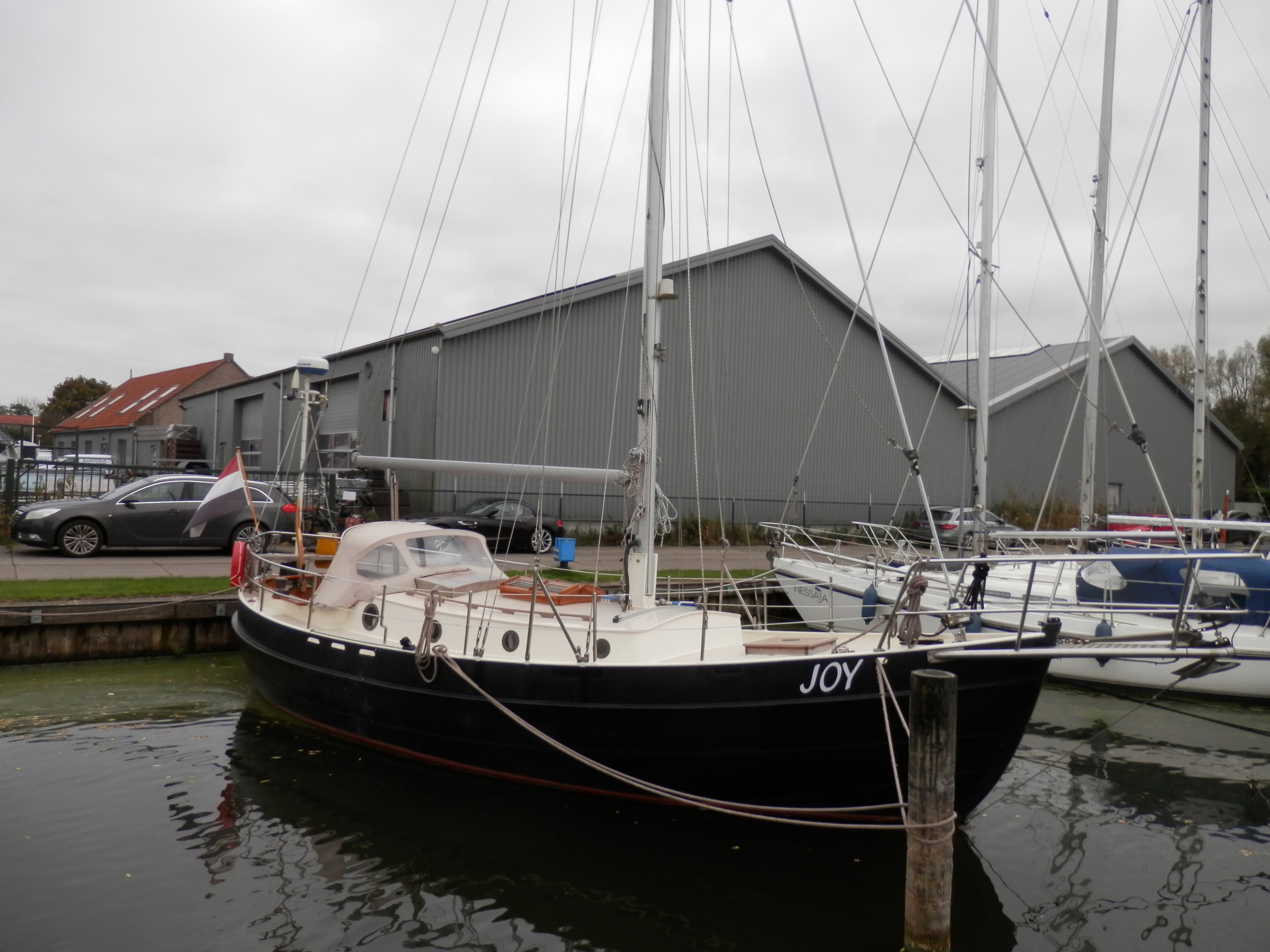 Danish Rose 31